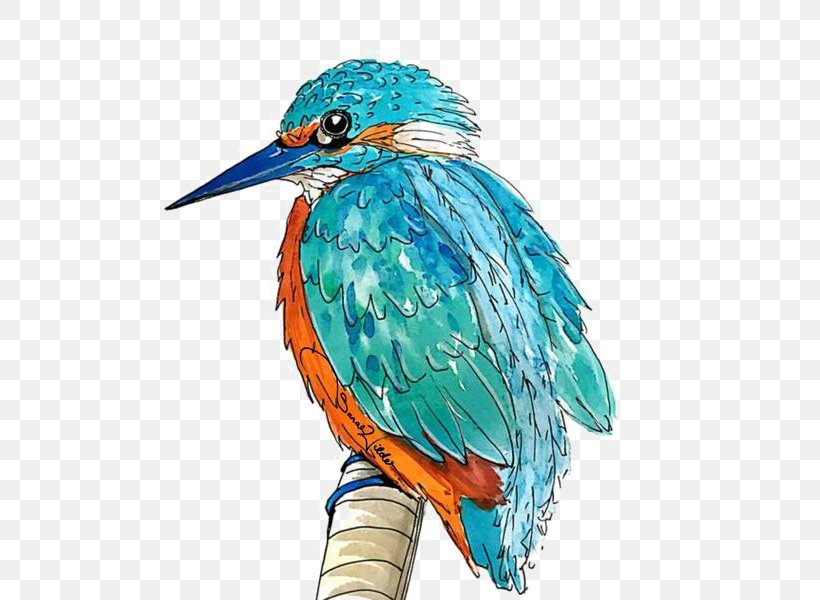 Kingfisher Image Bird Illustration, PNG, 600x600px, Kingfisher, Animal, Art, Beak, Bird Download Free