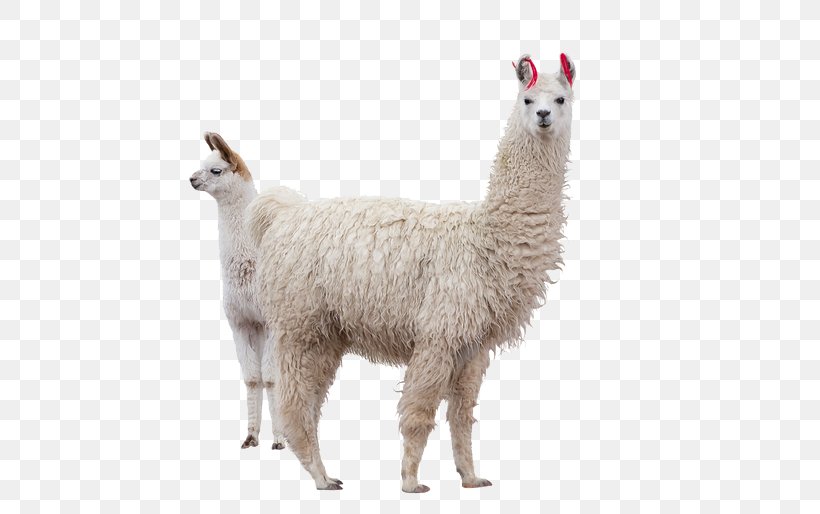 Llama Alpaca Stock Photography Machu Picchu, PNG, 680x514px, Llama, Alpaca, Camel Like Mammal, Depositphotos, Drawing Download Free