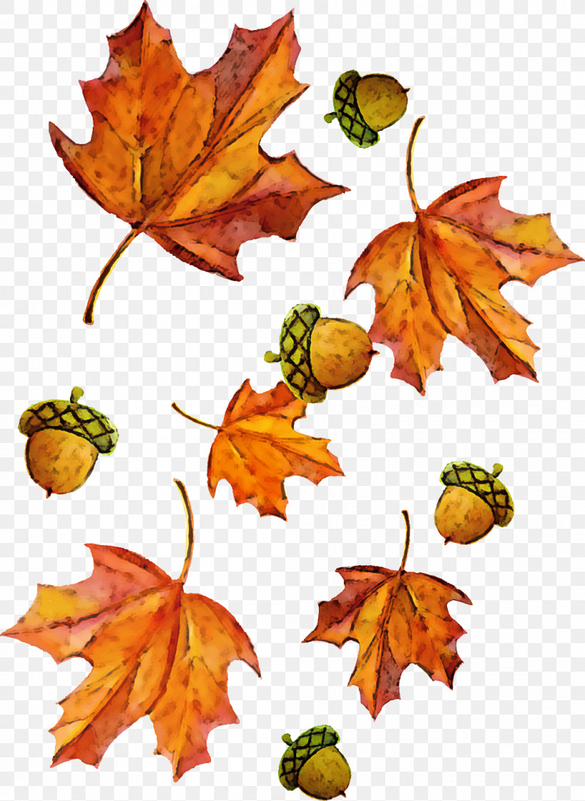 Maple Leaf, PNG, 1053x1440px, Leaf, Autumn, Black Maple, Deciduous, Flower Download Free
