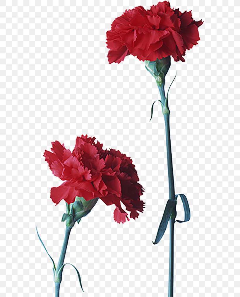 Carnation Cut Flowers Red Petal, PNG, 575x1015px, Carnation, Artificial Flower, Color, Cut Flowers, Dianthus Download Free