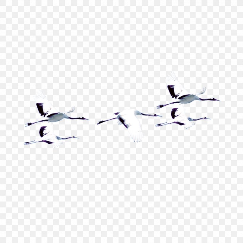 Crane Bird Clip Art, PNG, 1500x1500px, Crane, Beak, Bird, Common Crane, Cygnini Download Free