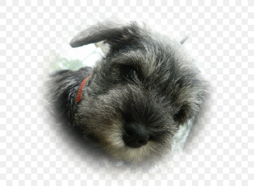 Miniature Schnauzer Schnoodle Standard Schnauzer Puppy Companion Dog, PNG, 600x600px, Miniature Schnauzer, Breed, Carnivoran, Companion Dog, Dog Download Free