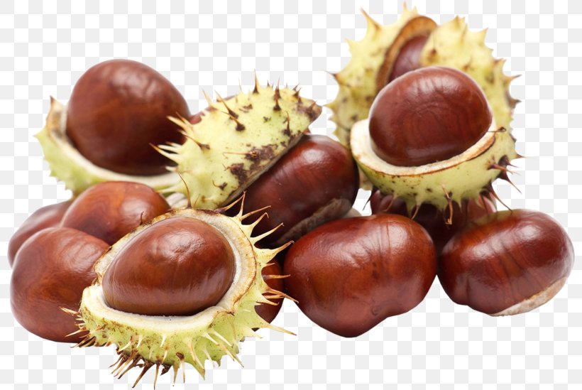Chestnut Acorn, PNG, 800x549px, Chestnut, Acorn, Auglis, European Horsechestnut, Food Download Free