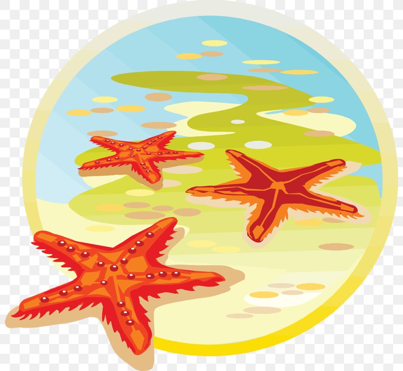 Starfish Sea Classe De Mer Clip Art, PNG, 800x755px, Starfish, Classe De Mer, Cours Prxe9paratoire, Drawing, Echinoderm Download Free