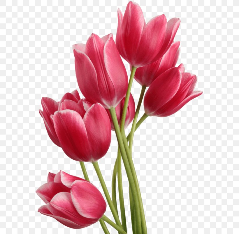 Tulip Flower Clip Art, PNG, 635x800px, Tulip, Bud, Cut Flowers, Drawing, Floral Design Download Free