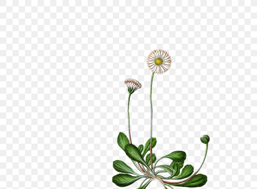 Common Daisy Flower Perennial Plant Seed Daisy Family, PNG, 701x605px, Common Daisy, Bellis, Bellis Caerulescens, Bellis Sylvestris, Daisy Download Free