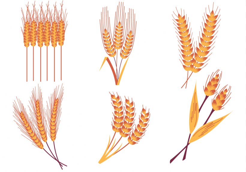 Emmer Rice Crop, PNG, 1400x980px, Emmer, Barley, Cereal, Commodity, Crop Download Free