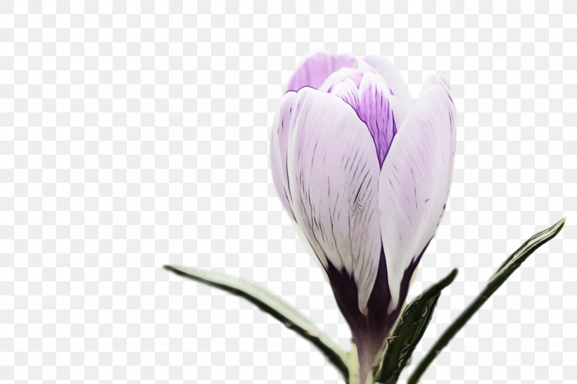 Flower Plant Petal Spring Crocus Crocus, PNG, 1920x1280px, Spring Flower, Crocus, Flower, Flowers, Iris Family Download Free