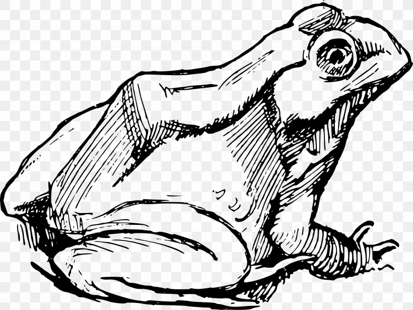 Frog Drawing Clip Art, PNG, 2400x1800px, Frog, American Bullfrog, Amphibian, Art, Artwork Download Free