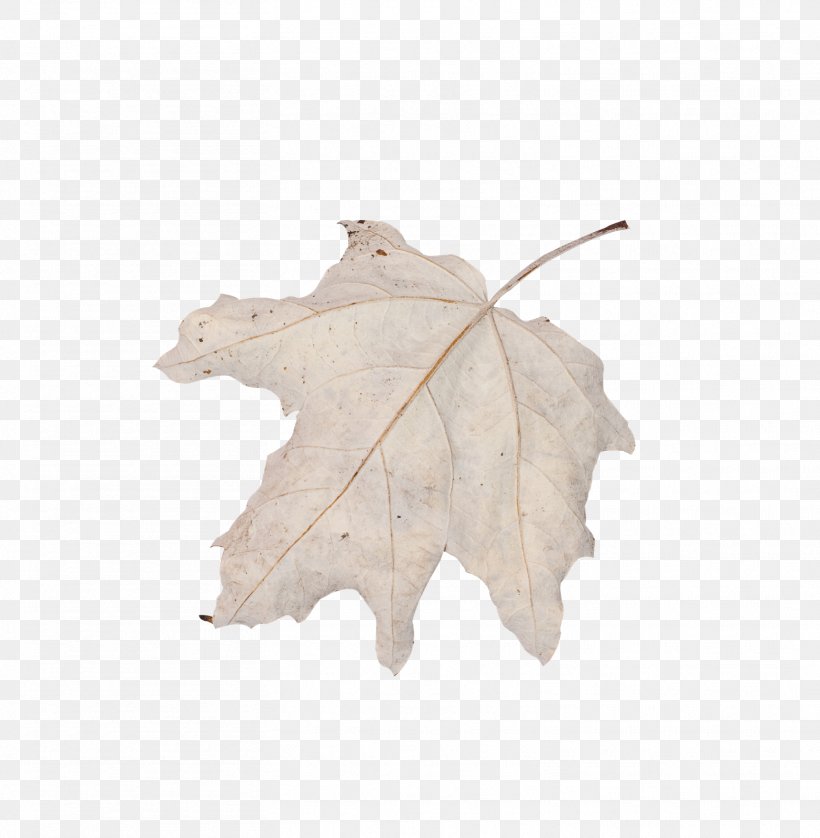 Leaf, PNG, 1564x1600px, Leaf, Plant, Tree Download Free