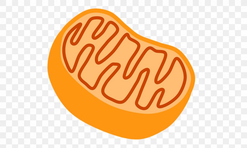 Mitochondrion Drawing Cell Clip Art, PNG, 1200x720px, Mitochondrion, Biology, Cell, Cellular Respiration, Chloroplast Download Free