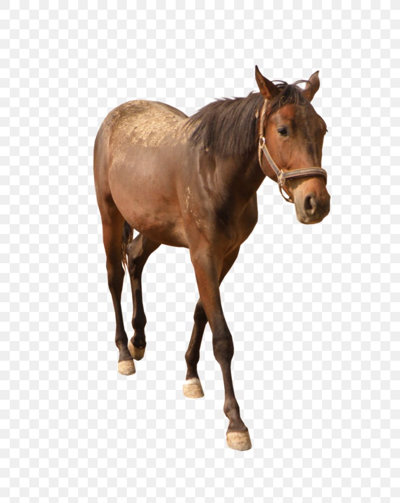 Mustang Adobe Photoshop Image Desktop Wallpaper, PNG, 774x1032px, Mustang, Bridle, Colt, Foal, Halter Download Free