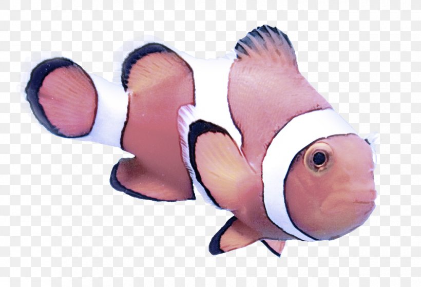 Anemone Fish Clownfish Fish Pink Pomacentridae, PNG, 980x669px, Anemone Fish, Cartoon, Clownfish, Fish, Nose Download Free