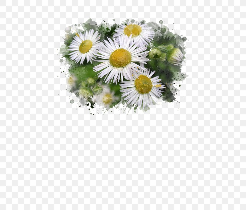 Common Daisy Watercolor Painting Floral Design Still Life, PNG, 452x700px, Common Daisy, Art, Aster, Canvas, Chamaemelum Nobile Download Free