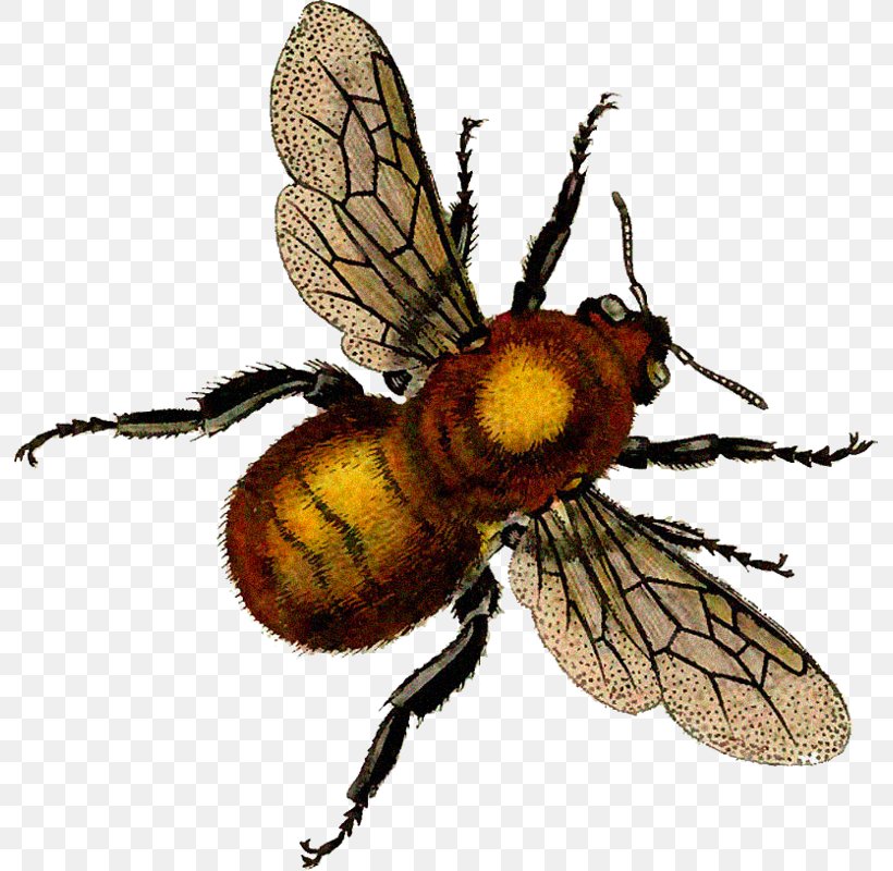 Honey Bee Clip Art Illustration Openclipart, PNG, 793x800px, Bee, Art, Arthropod, Beehive, Beetle Download Free
