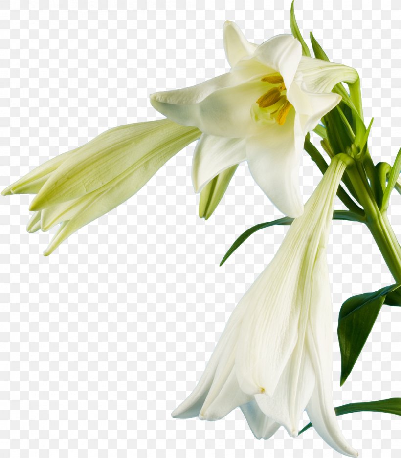Lilium Candidum Flower White Clip Art, PNG, 1049x1200px, Lilium Candidum, Amaryllis Belladonna, Amaryllis Family, Cut Flowers, Digital Image Download Free