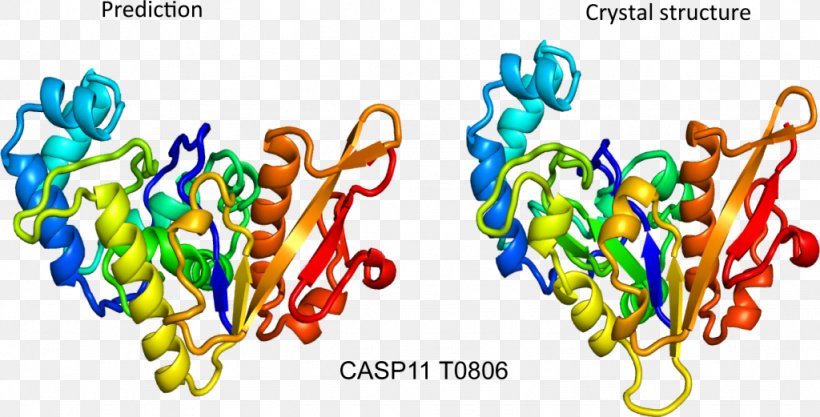 Protein Structure Prediction: Concepts And Applications CASP, PNG, 1024x521px, Protein Structure, Amino Acid, Conformational Isomerism, Food, Nucleic Acid Sequence Download Free