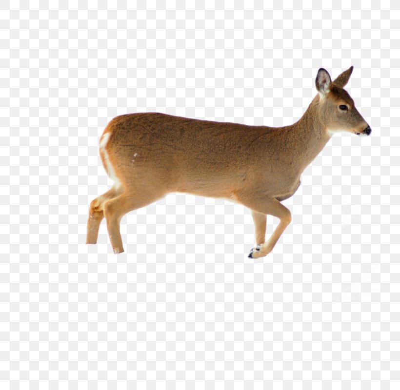 Red Deer White-tailed Deer Roe Deer Reflection, PNG, 800x800px, Deer, Animal Figure, Antelope, Antler, Child Download Free