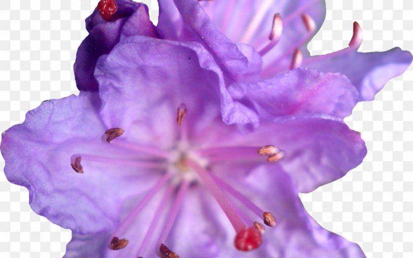 Lilac Flower Violet Blue Rose, PNG, 1368x855px, Lilac, Blue Rose, Crown, Cut Flowers, Flower Download Free