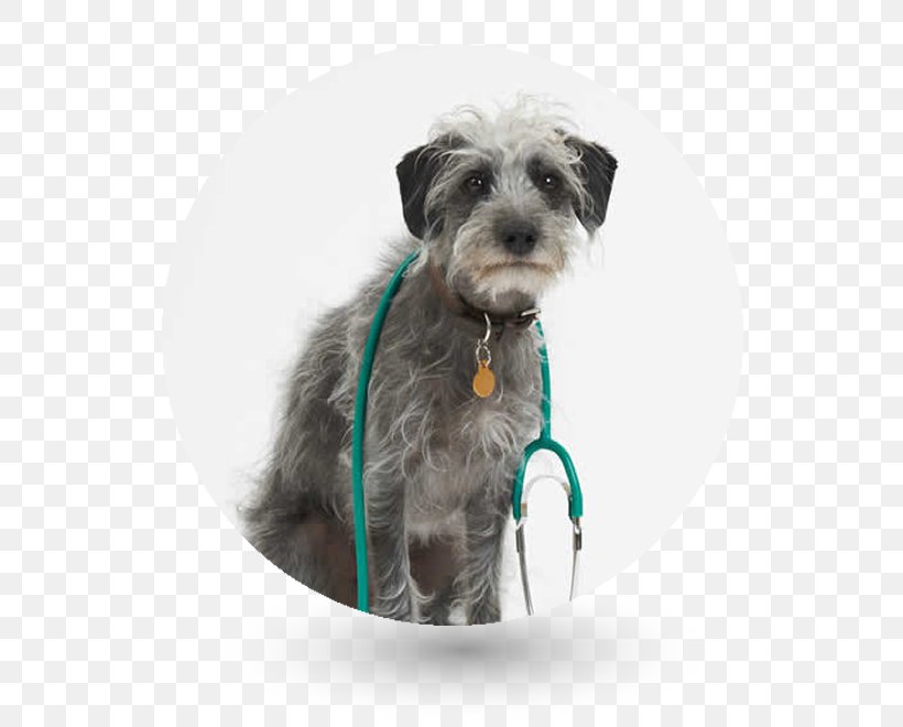 Miniature Schnauzer Lurcher Glen Labrador Retriever Puppy, PNG, 600x660px, Miniature Schnauzer, Breed, Carnivoran, Companion Dog, Dog Download Free