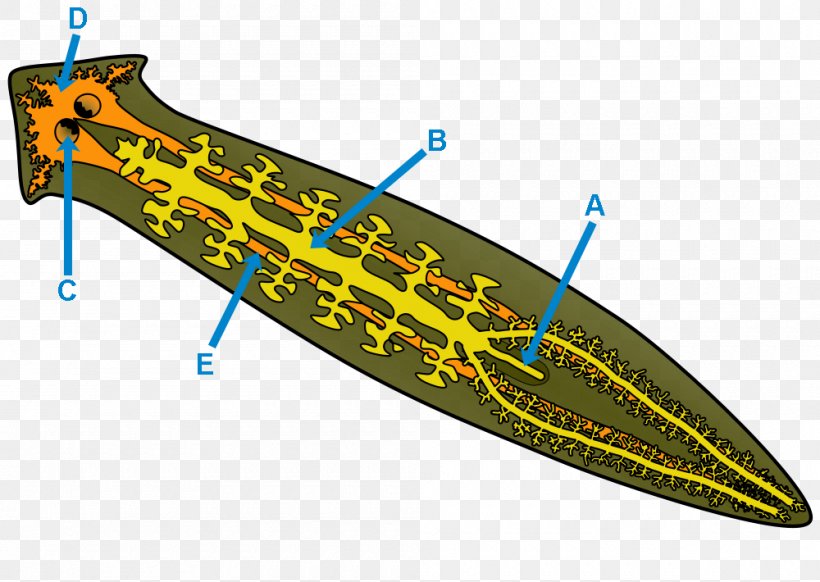 Planarian Tricladida Gastrovascular Cavity Girardia Tigrina Clip Art, PNG, 1000x710px, Planarian, Animal, Biology, Cilium, Dugesia Download Free