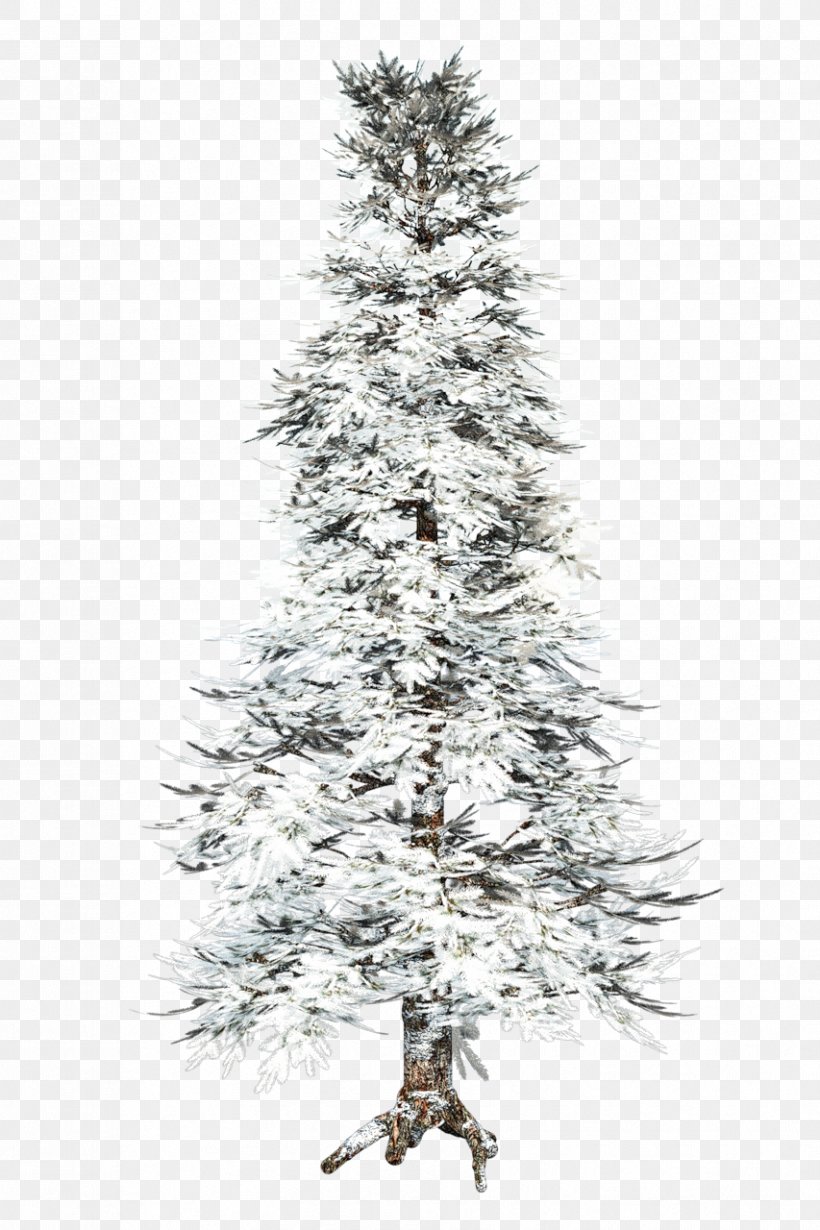 Spruce Pine Tree Fir Winter, PNG, 853x1280px, Spruce, Autumn, Branch, Christmas Decoration, Christmas Ornament Download Free