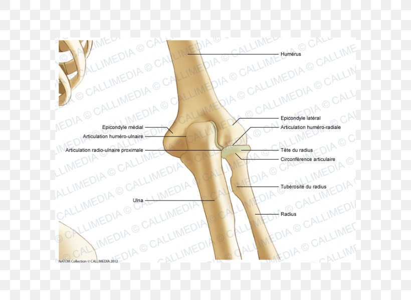 Thumb Elbow Bone Joint Anatomy, PNG, 600x600px, Watercolor, Cartoon, Flower, Frame, Heart Download Free
