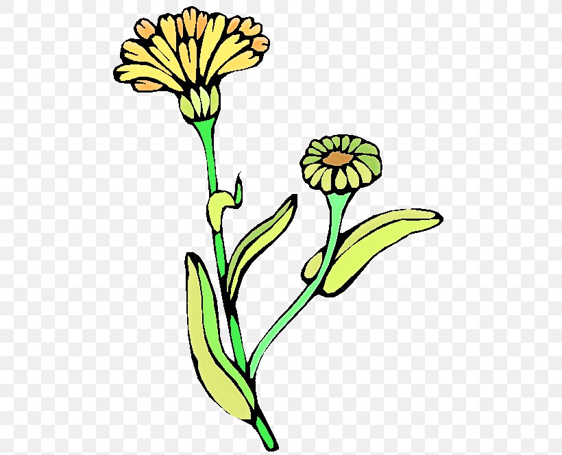 Flower Yellow Plant Pedicel Plant Stem, PNG, 490x664px, Flower, English Marigold, Pedicel, Plant, Plant Stem Download Free