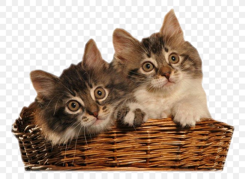 Kitten Whiskers European Shorthair Domestic Short-haired Cat Clip Art, PNG, 800x600px, Kitten, Animal, Carnivoran, Cat, Cat Like Mammal Download Free