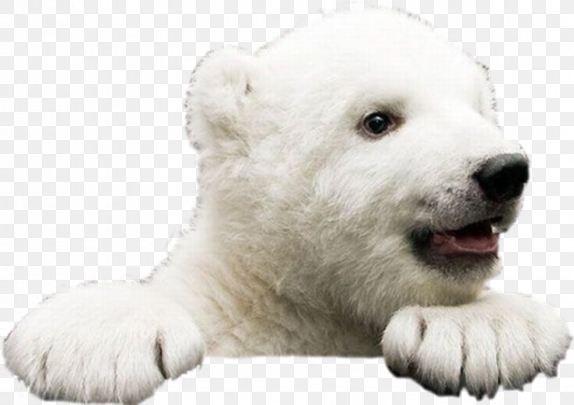 Polar Bear Giant Panda Pomeranian Grizzly Bear, PNG, 980x692px, Polar Bear, American Black Bear, Animal, Asian Black Bear, Bear Download Free
