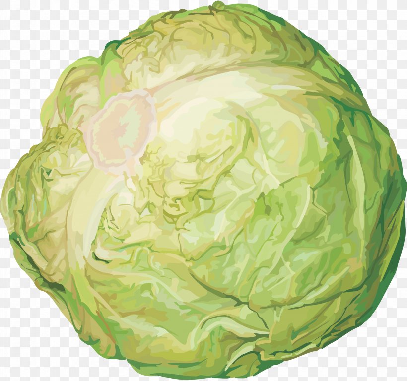 Savoy Cabbage Vegetarian Cuisine Cauliflower Red Cabbage, PNG, 5139x4818px, Cabbage, Bok Choi, Broccoli, Brussels Sprout, Cauliflower Download Free