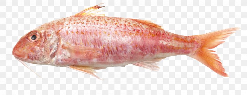 Northern Red Snapper Mullus Surmuletus Mullus Barbatus Fish Teleost, PNG, 3000x1159px, Northern Red Snapper, Angler, Animal Source Foods, Bony Fish, Fauna Download Free