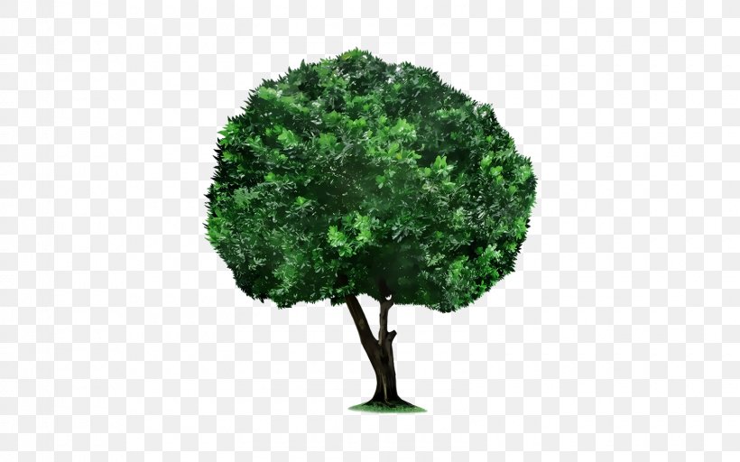 Tree PicsArt Photo Studio Plant Clip Art, PNG, 1600x1000px, Tree, Editing, Forest, Grass, Leaf Download Free