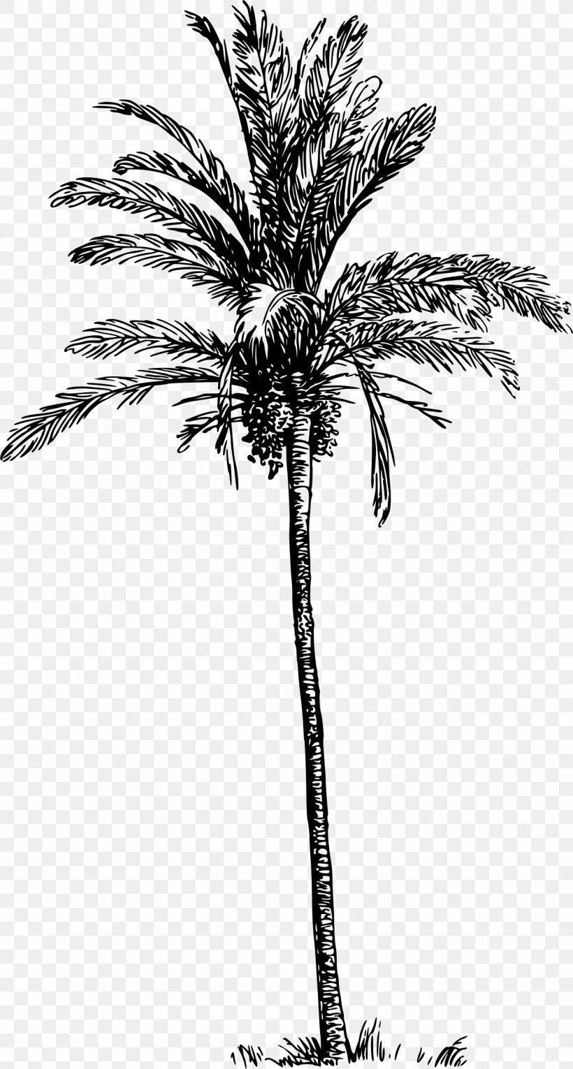 Arecaceae Date Palm Clip Art, PNG, 1285x2400px, Arecaceae, Arecales, Asian Palmyra Palm, Attalea Speciosa, Black And White Download Free