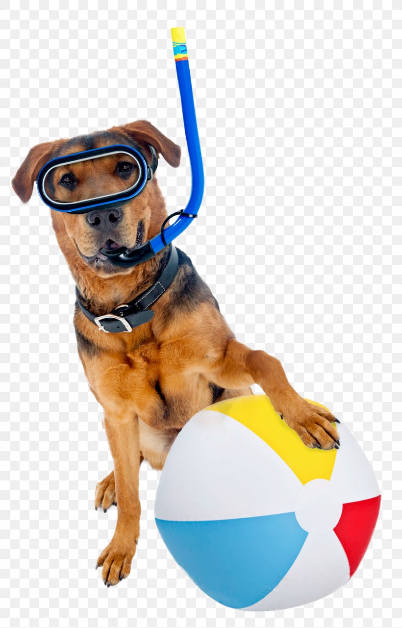 Ball Dog Breed Stock Photography Royalty-free, PNG, 922x1441px, Ball, Beach Ball, Breed, Can Stock Photo, Dog Download Free