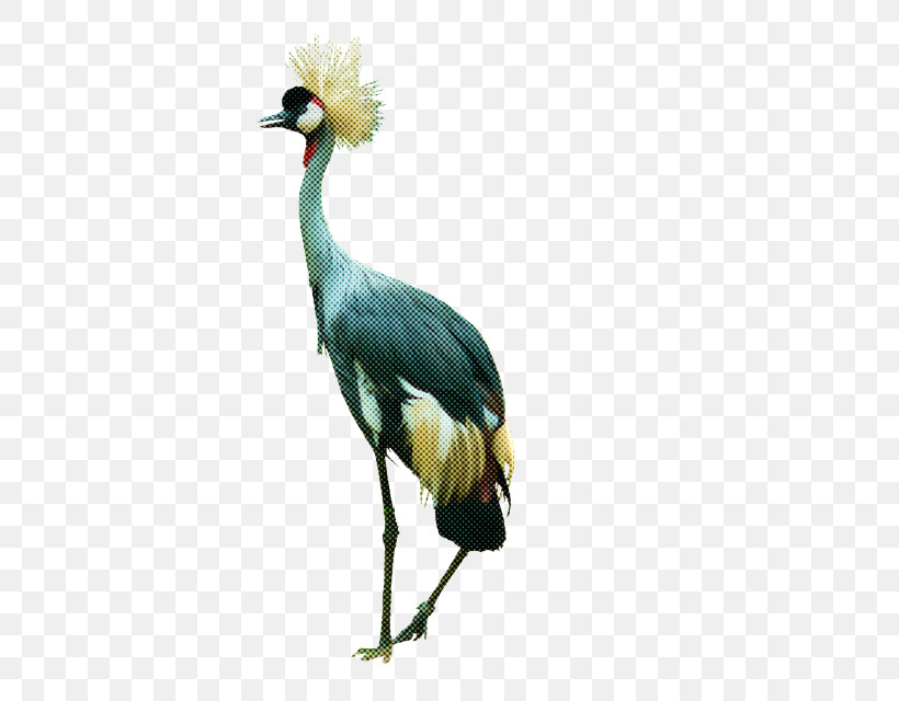 Bird Crane-like Bird Beak Crane Whooping Crane, PNG, 624x640px, Bird, Beak, Crane, Cranelike Bird, Whooping Crane Download Free