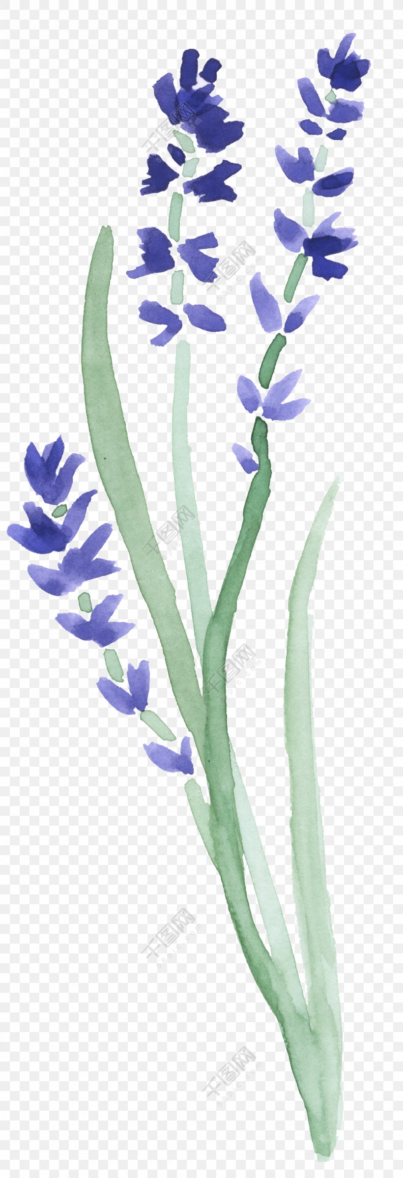 Clip Art Illustration Image Graphics Watercolor Painting, PNG, 1024x2994px, Watercolor Painting, Art, Creative Market, English Lavender, Flora Download Free