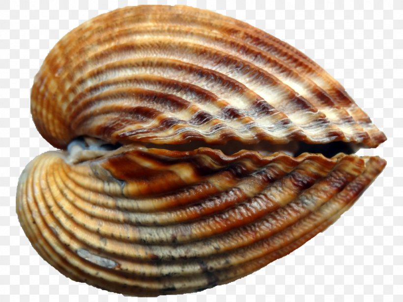 Cockle Conchology Seashell Mussel, PNG, 1024x768px, Cockle, Animal Source Foods, Caracola, Clam, Clams Oysters Mussels And Scallops Download Free