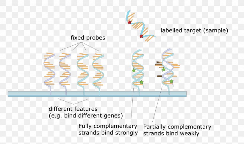 DNA Microarray Hybridization Probe Molecular Biology, PNG, 1920x1136px, Watercolor, Cartoon, Flower, Frame, Heart Download Free