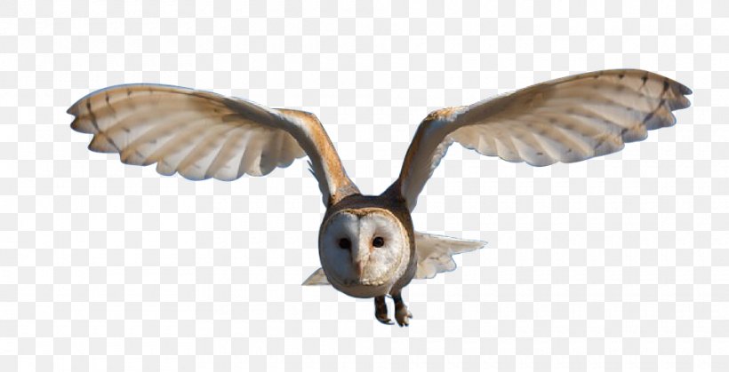 Great Horned Owl Bird Clip Art, PNG, 960x491px, Owl, Barn Owl, Beak, Bird, Bird Of Prey Download Free