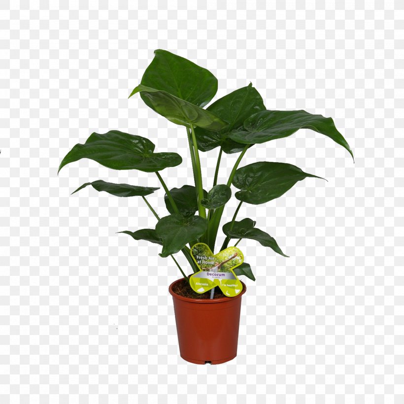 Leaf Flowerpot Houseplant Plant Stem, PNG, 2000x2000px, Leaf, Flower, Flowerpot, Herb, Houseplant Download Free
