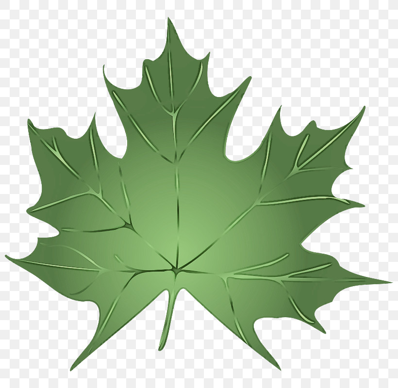 Maple Leaf, PNG, 800x800px, Leaf, Black Maple, Black Oak, Flower, Green Download Free