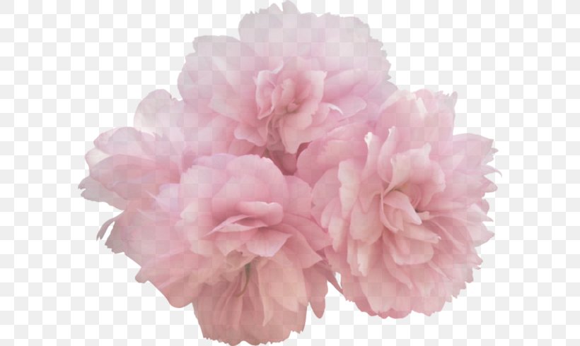 Petal Flower Clip Art Image, PNG, 600x490px, Petal, Carnation, Cut Flowers, Digital Image, Floristry Download Free