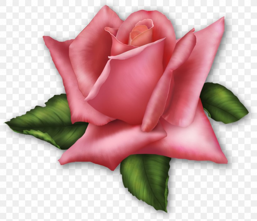 Rose Download Clip Art, PNG, 900x775px, Rose, Bedroom, Bud, China Rose, Cut Flowers Download Free