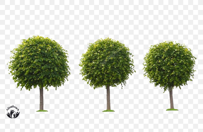 Stock Photography Illustration Image Tree, PNG, 800x533px, Stock Photography, Collage, Depositphotos, Grass, Houseplant Download Free