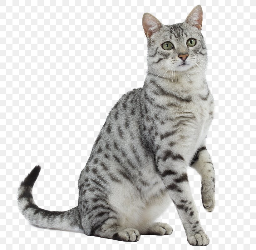 American Shorthair Egyptian Mau Siberian Cat Russian Blue European Shorthair, PNG, 800x800px, American Shorthair, Aegean Cat, American Bobtail, American Wirehair, Animal Download Free