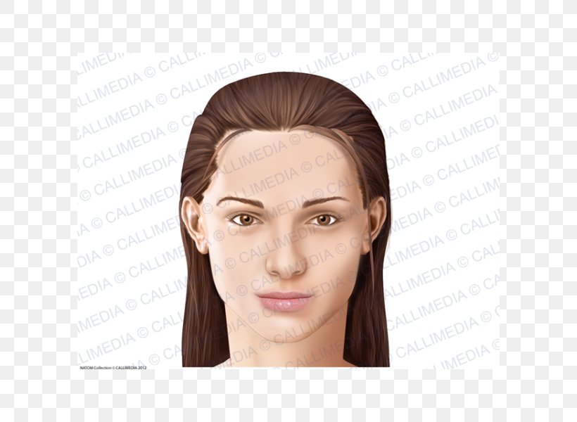 Anatomia Y Fisiologia Anatomy Physiology Cheek Head, PNG, 600x600px, Anatomia Y Fisiologia, Anatomy, Brown Hair, Cheek, Chin Download Free