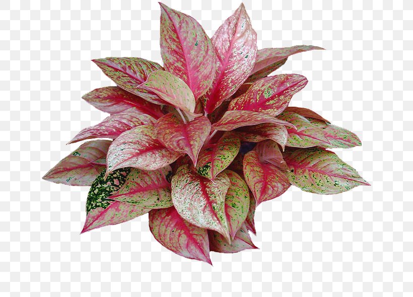 Flower Houseplant Chinese Evergreen Ornamental Plant, PNG, 659x590px, Flower, Begonia, Cactaceae, Chinese Evergreen, Chinese Evergreens Download Free