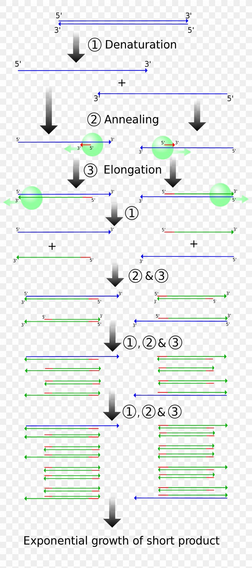 The Polymerase Chain Reaction DNA Polymerase Real-time Polymerase Chain Reaction, PNG, 2000x4500px, Polymerase Chain Reaction, Area, Biochemistry, Diagram, Dna Download Free