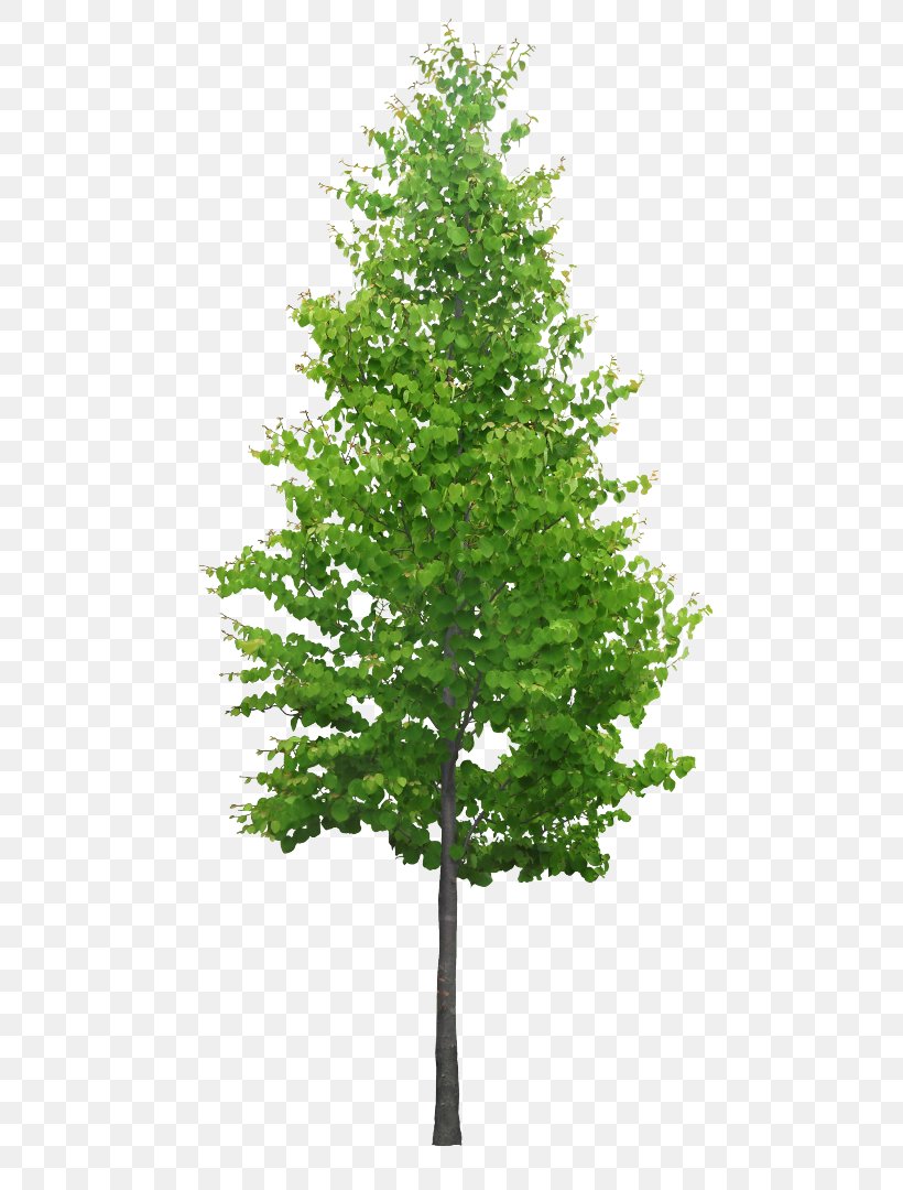3D Computer Graphics Tree 3D Modeling SketchUp Oak, PNG, 555x1080px, 3d Computer Graphics, 3d Modeling, Branch, Cedar, Christmas Tree Download Free
